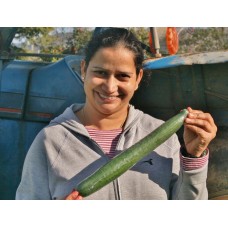 TELEGRAPH CUCUMBER LARGE  -  Each  Pukekohe Grown